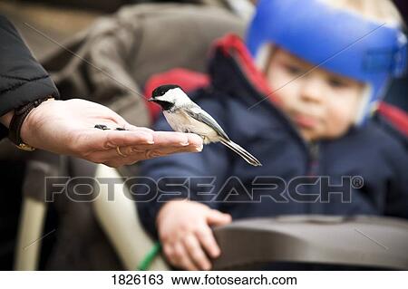 Stock Image - A bird eating out of a person's hand. Fotosearch