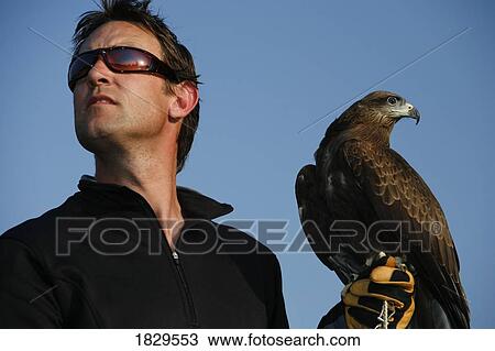 A Black Kite bird (Milvus migrans)and a falconer View Large Photo Image Stock Image - A Black Kite bird (Milvus migrans)and a falconer. Fotosearch