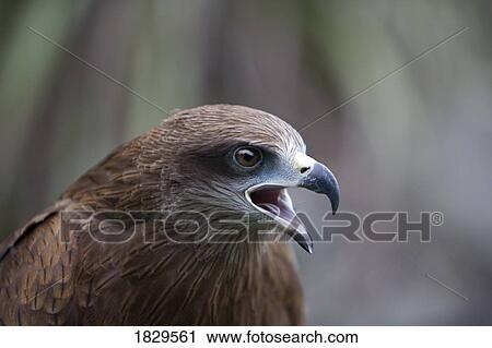 A Black Kite (Milvus migrans) View Large Photo Image Stock Image - A Black Kite (Milvus migrans). Fotosearch