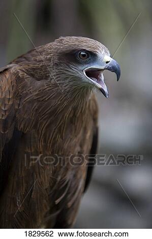 A Black Kite (Milvus migrans) View Large Photo Image Stock Image - A Black Kite (Milvus migrans). Fotosearch