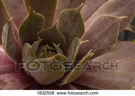 A Cactus With Plant Lice View Large Photo Image Stock Photo - A Cactus With Plant Lice. Fotosearch