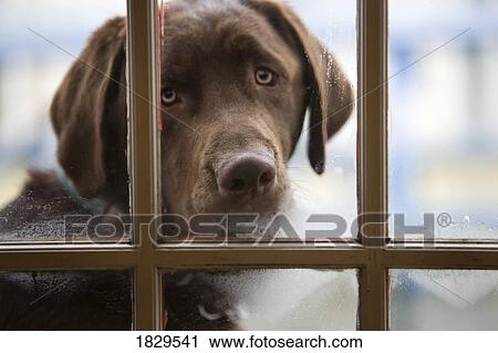 Stock Image - A chocolate labrador dog looks through a steamy window. Fotosearch