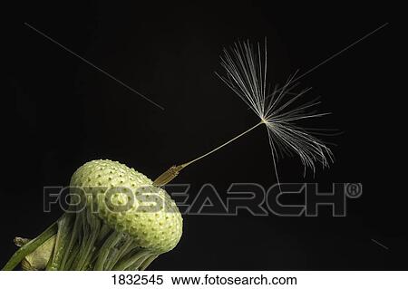 Stock Photography - A dandelion seed. Fotosearch