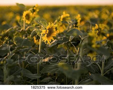 A field of sunflowers View Large Photo Image Stock Photography - A field of sunflowers. Fotosearch