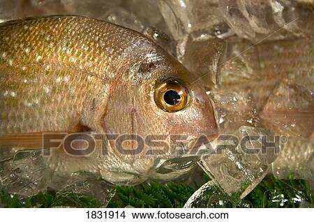 Picture - A fish on ice. Fotosearch