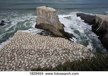 Picture - A gannet colony, Muriwai beach, New Zealand. Fotosearch