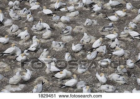 Stock Image - A gannet colony, Muriwai Beach, New Zealand. Fotosearch