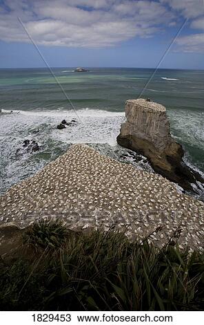 Stock Image - A gannet colony, Muriwai beach, New Zealand. Fotosearch