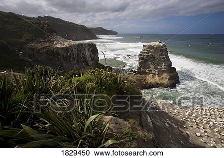 Stock Image - A gannet (Morus bassanus) colony, Muriwai beach, New Zealand. Fotosearch