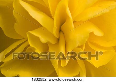 A Golden Begonia View Large Photo Image Stock Image - A Golden Begonia. Fotosearch