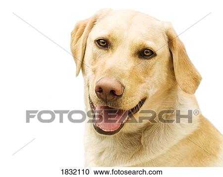 A Golden Labrador View Large Photo Image Stock Image - A Golden Labrador. Fotosearch