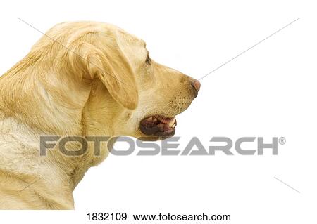 Stock Photo - A Golden Labrador. Fotosearch