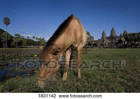A grazing horse View Large Photo Image Stock Image - A grazing horse. Fotosearch