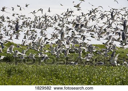 A large flock of birds View Large Photo Image Stock Image - A large flock of birds. Fotosearch
