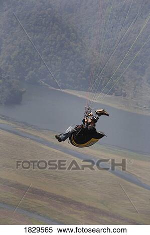 A male falconer flying a paraglider with his Egyptian vulture (Neophron percnopterus) View Large Photo Image Stock Photography - A male falconer flying a paraglider with his Egyptian vulture (Neophron percnopterus). Fotosearch