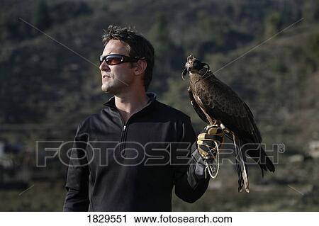 A male falconer with a Black Kite (Bird of Prey) View Large Photo Image Stock Image - A male falconer with a Black Kite (Bird of Prey). Fotosearch