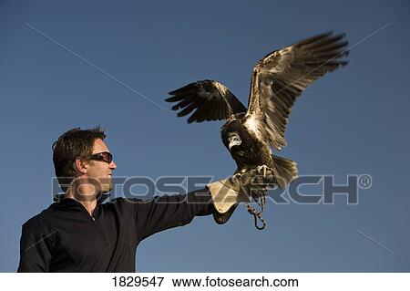 A male falconer with an Egyptian vulture (Neophron percnopterus) View Large Photo Image Stock Photo - A male falconer with an Egyptian vulture (Neophron percnopterus). Fotosearch