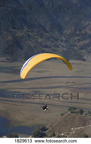 A man paragliding with an Egyptian vulture (Neophron percnopterus) View Large Photo Image Stock Image - A man paragliding with an Egyptian vulture (Neophron percnopterus). Fotosearch