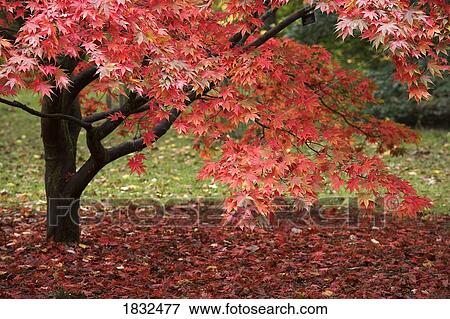 A Red Acer Tree View Large Photo Image Stock Photo - A Red Acer Tree. Fotosearch