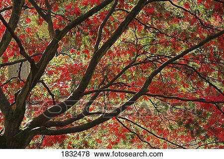 A Red Acer Tree View Large Photo Image Stock Photo - A Red Acer Tree. Fotosearch