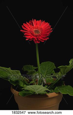 A Red Gerbera In A Pot View Large Photo Image Stock Photo - A Red Gerbera In A Pot. Fotosearch