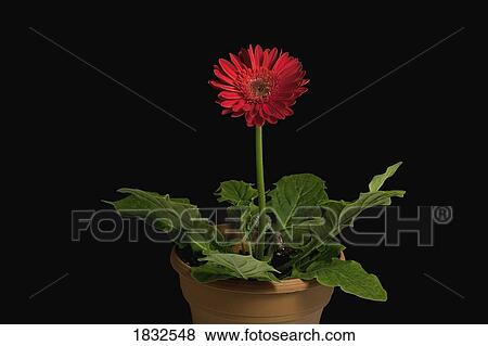 Stock Photo - A Red Gerbera In A Pot. Fotosearch