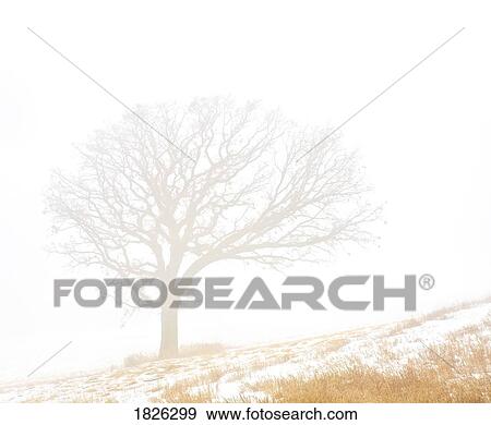 A tree in the fog View Large Photo Image Stock Photo - A tree in the fog. Fotosearch