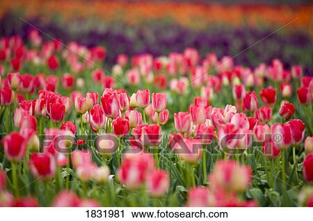 A Tulip Field View Large Photo Image Stock Image - A Tulip Field. Fotosearch