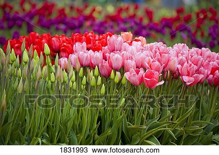 A Tulip field View Large Photo Image Stock Image - A Tulip field. Fotosearch