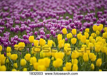 Stock Image - A Tulip Field. Fotosearch