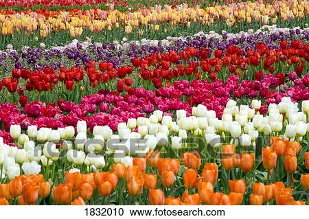 Stock Image - A Tulip Field. Fotosearch