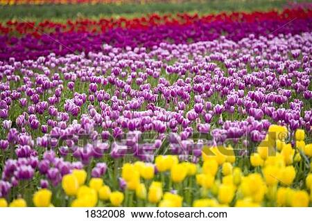 A Tulip Field View Large Photo Image Stock Photo - A Tulip Field. Fotosearch