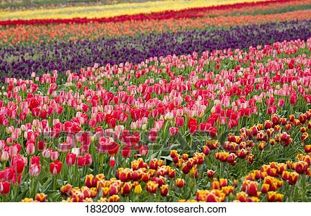 Stock Photo - A Tulip Field. Fotosearch
