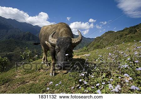 Stock Image - A water buffalo in Sapa, Northern Vietnam, Hoang Lien Son mountain range. Fotosearch