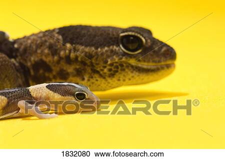 Stock Image - Adult And Baby Gecko. Fotosearch