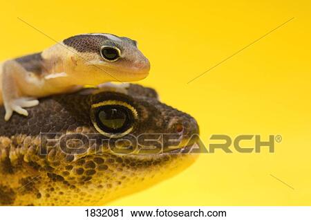 Adult And Baby Gecko View Large Photo Image Stock Image - Adult And Baby Gecko. Fotosearch