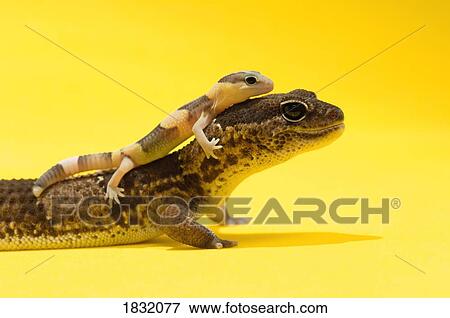 Stock Photo - Adult and baby Gecko . Fotosearch