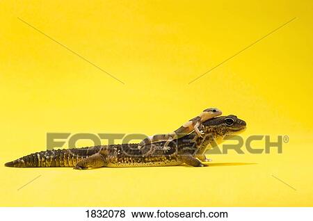 Adult and baby Gecko View Large Photo Image Stock Photo - Adult and baby Gecko . Fotosearch