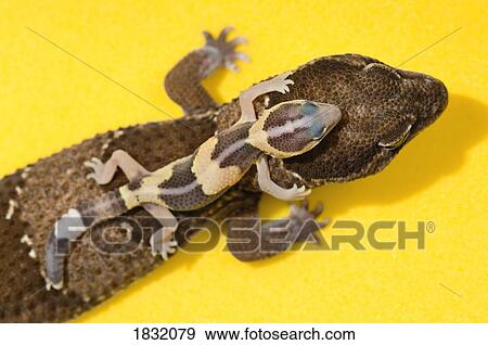 Adult And Baby Gecko View Large Photo Image Stock Photo - Adult And Baby Gecko. Fotosearch