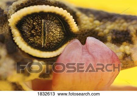 Adult Leopard Gecko Eye And Tongue Stock Image 1832613 Fotosearch