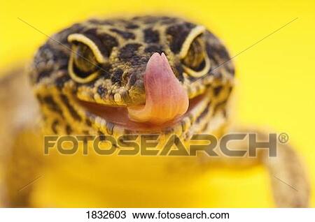 Stock Image - Adult Leopard Gecko Licking Lips. Fotosearch