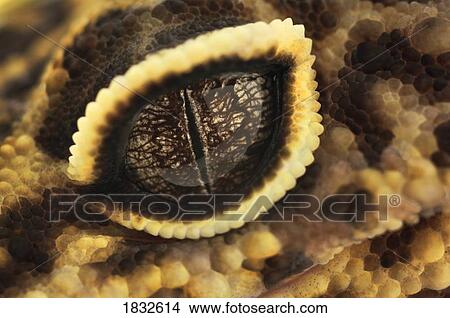 Adult Leopard Gecko View Large Photo Image Picture - Adult Leopard Gecko. Fotosearch