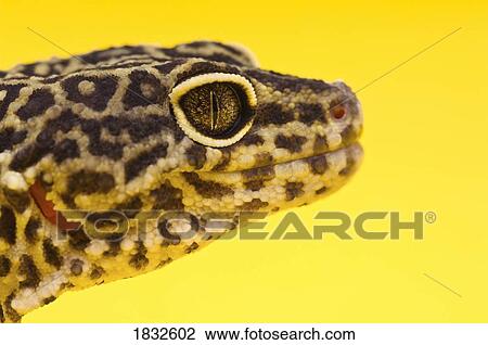 Stock Image - Adult Leopard Gecko. Fotosearch