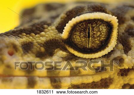 Stock Image - Adult Leopard Gecko. Fotosearch