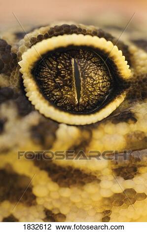Stock Image - Adult Leopard Gecko. Fotosearch