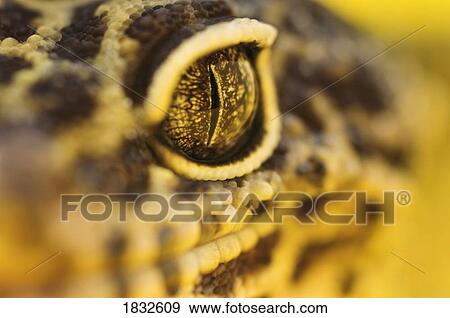 Stock Photo - Adult Leopard Gecko. Fotosearch