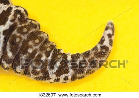 Adult Leopard Gecko tail View Large Photo Image Stock Photo - Adult Leopard Gecko tail. Fotosearch