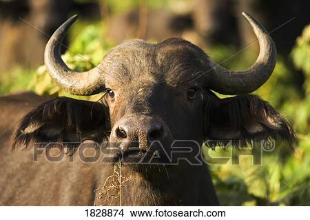 African Buffalo (Syncerus caffer) View Large Photo Image Picture - African Buffalo (Syncerus caffer). Fotosearch