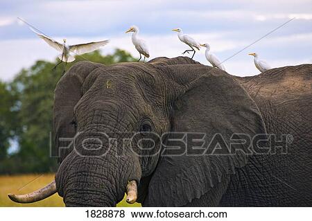African Elephant (Loxodonta) and cattle egrets (Bubulcus ibis) View Large Photo Image Stock Photo - African Elephant (Loxodonta) and cattle egrets (Bubulcus ibis). Fotosearch
