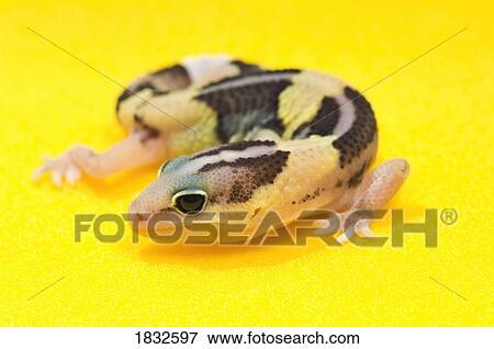 Stock Photo - African Fat-Tailed Gecko. Fotosearch